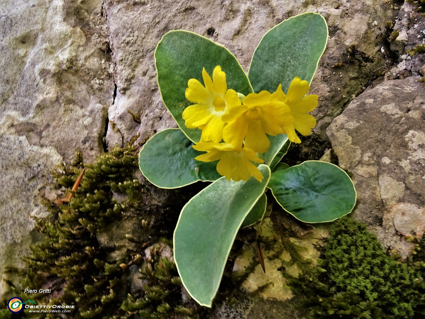 05 Primula auricola (Primula orecchia d'orso) nei pressi del Bivacco Plana (1280 m).JPG